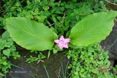 Curcuma pseudomontana